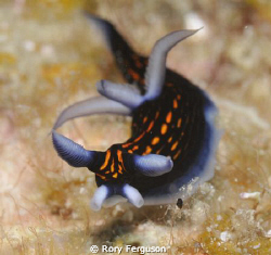 slender roboastra,  crop and resize only by Rory Ferguson 